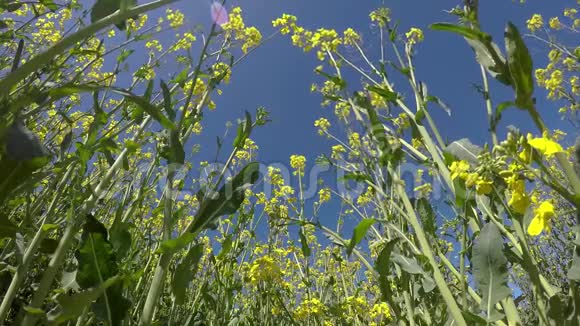 在阳光明媚的春天里的科尔扎田野视频的预览图