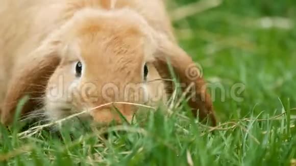 特写棕色蓬松兔子吃草视频的预览图