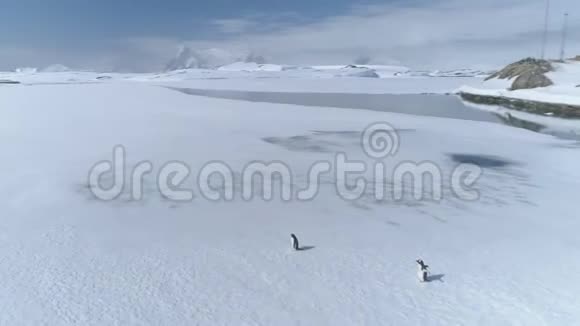 南极洲企鹅空中跟踪射击视频的预览图