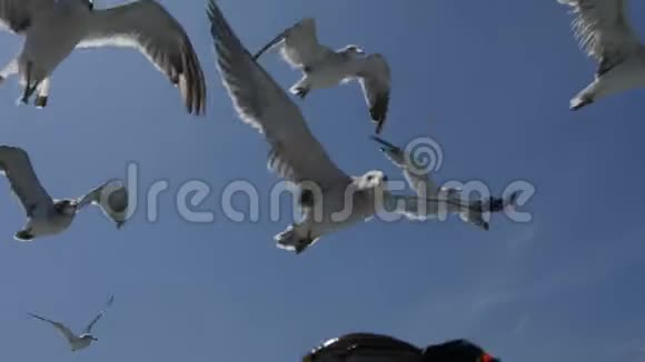 飞来的黑尾鸥视频的预览图