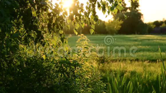树草在夕阳的光线下啃食视频的预览图
