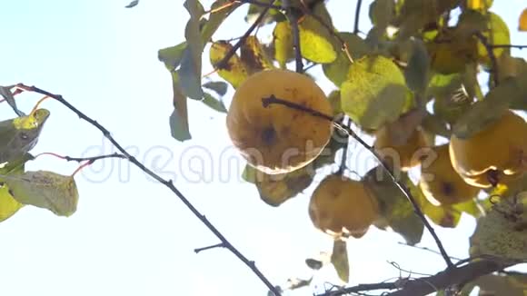 树上有机成熟的黄色果在阳光下近距离拍摄视频的预览图