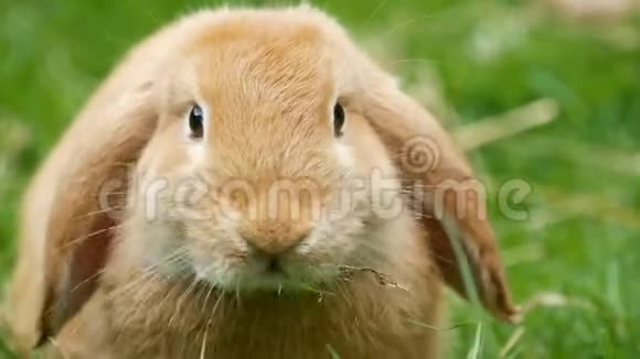 特写棕色蓬松兔子吃草视频的预览图