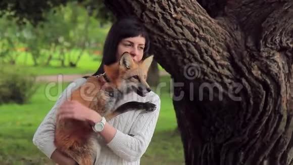 年轻的黑发女人抱着橙色的狐狸夏天在公园里抚摸她视频的预览图