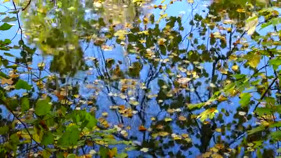 秋天黄叶在水上摇摆在水中倒影乌曼索菲夫斯基公园视频的预览图