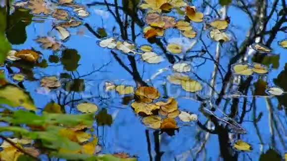 秋天黄叶在水上摇摆在水中倒影乌曼索菲夫斯基公园视频的预览图