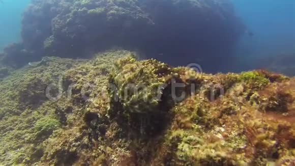 八爪鱼游泳五颜六色的危险鱿鱼海洋生物伪装色彩视频的预览图