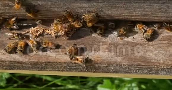 欧洲蜜蜂蜜蜂蜜蜂清洁工人从蜂房中释放出来的假癣茧诺曼底的蜂房真正的视频的预览图