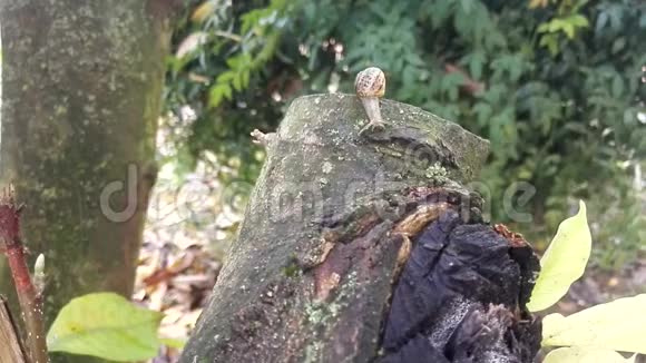 几个星期刚出生的蜗牛在木兰树树皮上滑动的时间视频的预览图