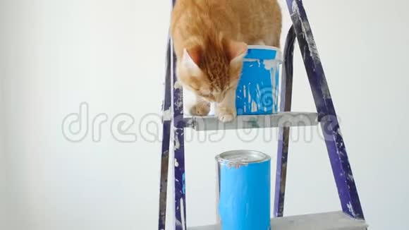 新公寓改造和粉刷的概念一只红色滑稽猫坐在一罐油漆附近视频的预览图