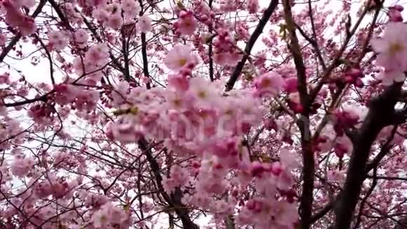 4k视频春天樱花开满了粉红色的花朵风和树枝视频的预览图