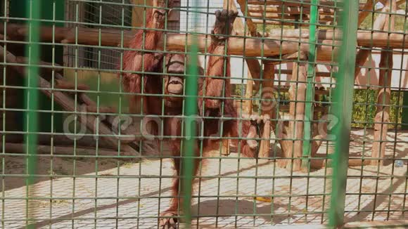 笼子里一只悲伤的猩猩看着镜头动物园里的一只猩猩视频的预览图
