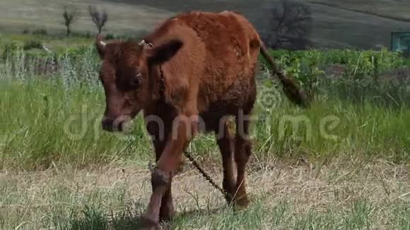 这只小牛在一片绿色的草地上吃草视频的预览图