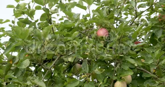 苹果挂在树枝上花园里丰收了视频的预览图