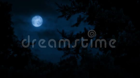 松树在微风中满月在上面视频的预览图