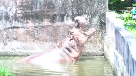 大棕色河马在动物园的池塘里游泳张开嘴等待人们的食物美丽的野生动物视频的预览图