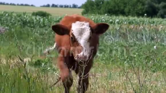 这只小牛在一片绿色的草地上吃草视频的预览图