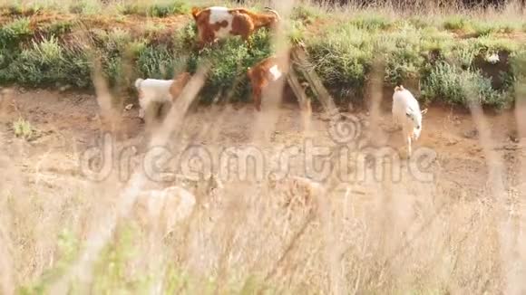 夏天草地上的山羊群视频的预览图