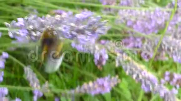 薰衣草花活动中的蜜蜂视频的预览图