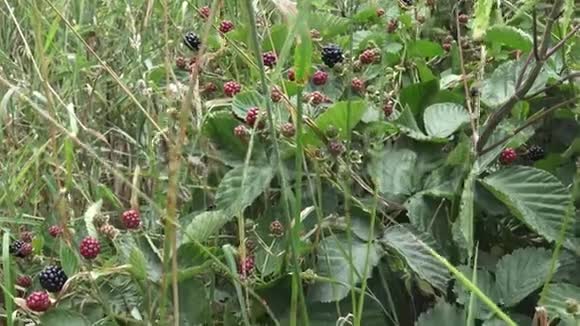 红色和黑色的野生黑莓灌木和树枝视频的预览图