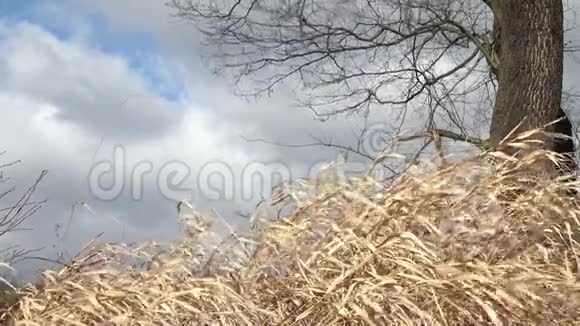 干草吹在风中视频的预览图