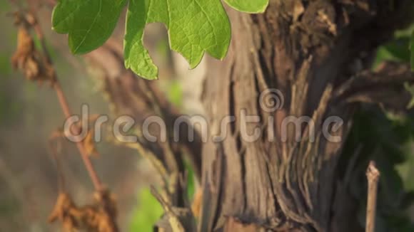 慢镜头带着嫩枝和嫩叶在老藤上移动视频的预览图
