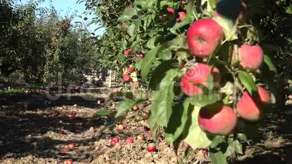 盒子里有收获的苹果和模糊的果树枝条充满有机水果4K视频的预览图