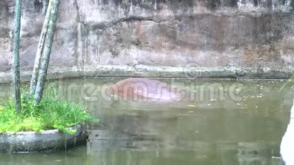 一只棕色的大河马躲在水里在动物园的池塘里游泳等待人们的食物视频的预览图