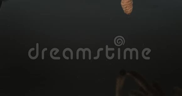 姜黄姜黄落在黑背景下的根印度香料慢运动视频的预览图
