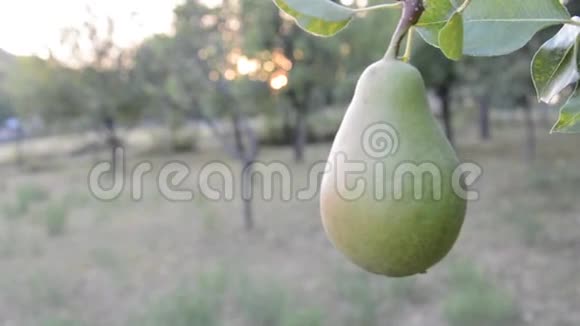树上的梨果视频的预览图