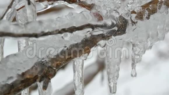 美丽的冰冻冰和融化在树枝上的冰柱视频的预览图