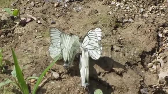 白蝴蝶喂食视频的预览图