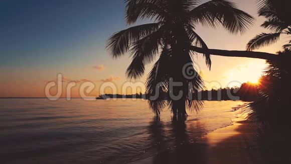 美丽的日出在热带海滩与椰子棕榈树视频的预览图