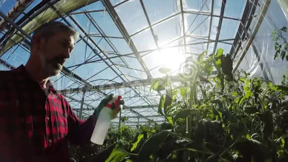 温室工人浇水植物4K视频的预览图
