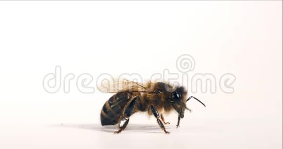 欧洲蜂蜜蜜蜂意大利蜜蜂黑蜂白背景美容诺曼底实时4K视频的预览图