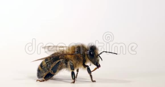 欧洲蜂蜜蜜蜂意大利蜜蜂黑蜂白背景美容诺曼底实时4K视频的预览图