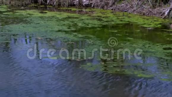 许多青蛙在沼泽池塘里浑浊的水充满绿藻动物野生动物视频的预览图