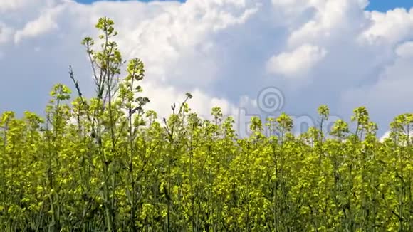 在阳光明媚的春天里的科尔扎田野视频的预览图