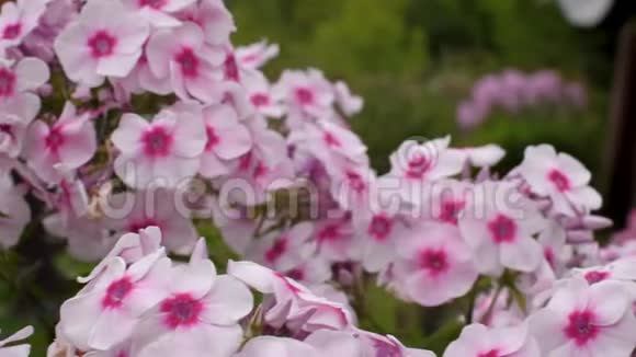 美丽的粉红色花序特写小布什特写的粉色花朵4k视频的预览图