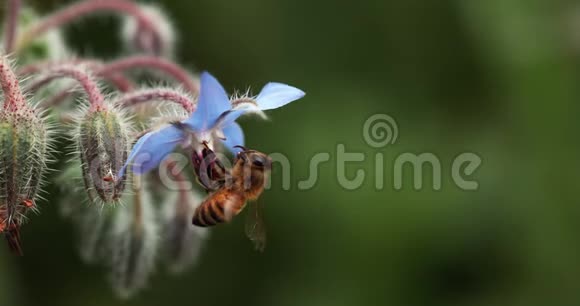 欧洲蜂蜜蜜蜂蜜蜂蜜蜂觅食的硼花飞行中的昆虫传粉法诺曼底慢动作视频的预览图
