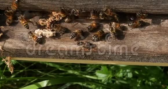 欧洲蜂蜜蜜蜂蜜蜂蜜蜂清洁工人从蜂巢中释放出来的假癣茧诺曼底蜜蜂真实视频的预览图