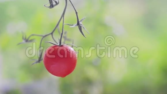 孤独的红色浆果视频的预览图