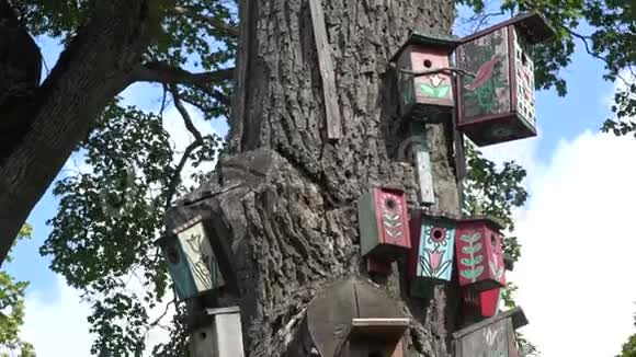 旧树干上各种大小的鸟的木制筑巢箱4K视频的预览图