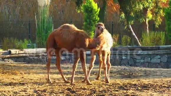 动物园里的哺乳动物骆驼视频的预览图