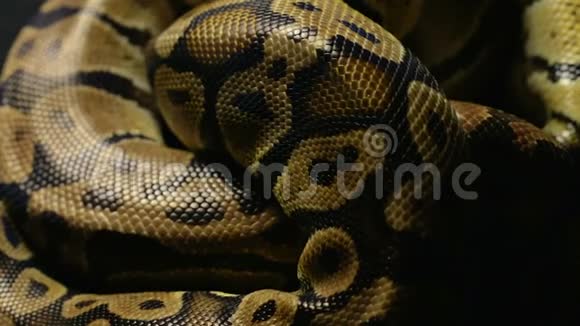 蟒蛇的纹理蛇皮在阴影中视频的预览图
