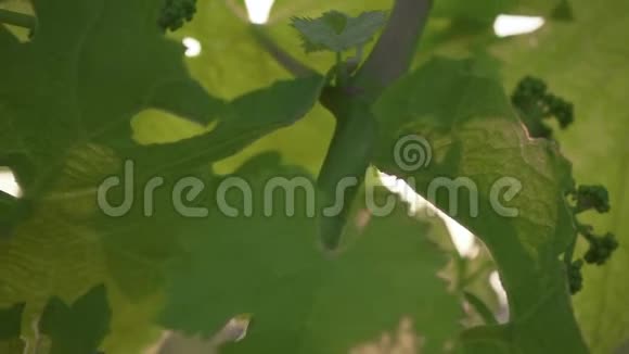 在幼芽上缓慢移动许多葡萄子房视频的预览图
