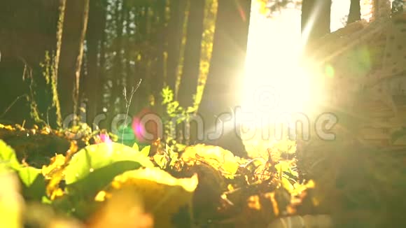 黄色的叶子在烈日和野餐篮下飘落晴朗的秋日超级慢动作镜头视频的预览图