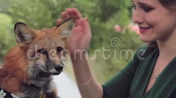 女人抚摸和抚摸驯服的狐狸仔细的背景绿色植物视频的预览图