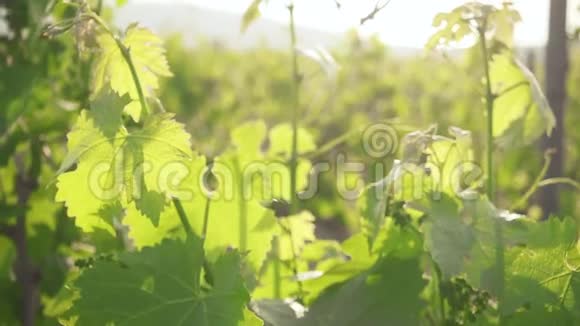 在阳光下缓慢移动年轻的葡萄绿色嫩芽视频的预览图