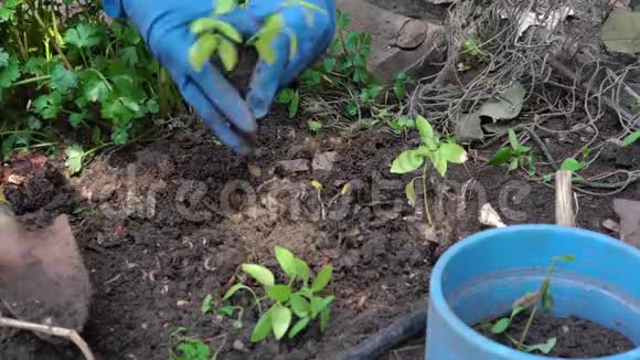 女人戴着蓝色橡胶手套在私人住宅附近的后院花园里种树苗视频的预览图